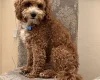 Cavapoo