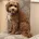 Cavapoo