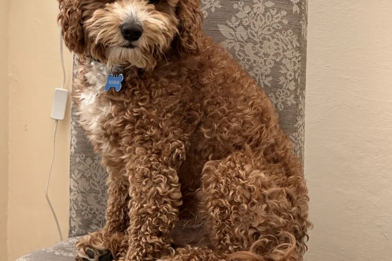 Cavapoo