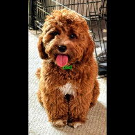 Cavapoo