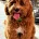 Cavapoo
