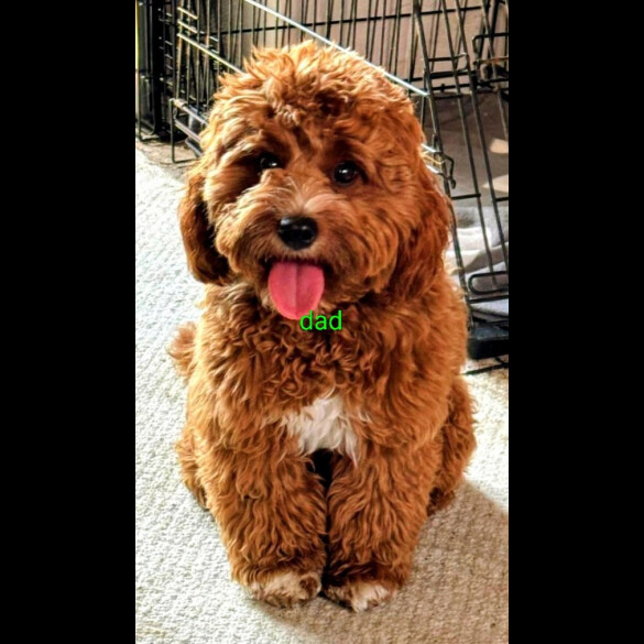 Cavapoo