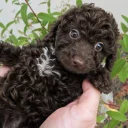 Cavapoo