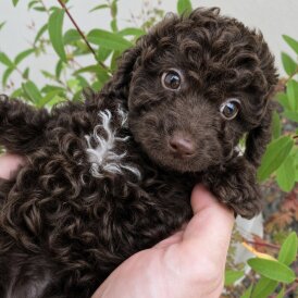Cavapoo