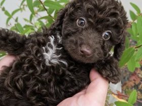 Cavapoo