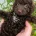 Cavapoo