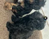 Cavapoo