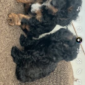 Cavapoo