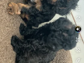 Cavapoo