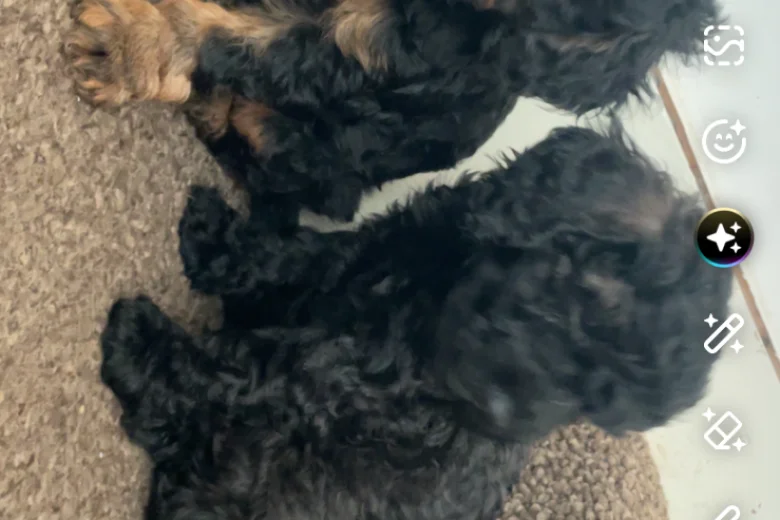 Cavapoo