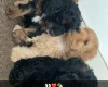 Cavapoo