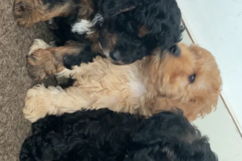 Cavapoo