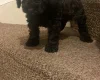 Cavapoo