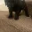 Cavapoo