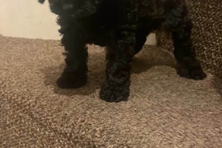 Cavapoo