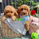 Cavapoo