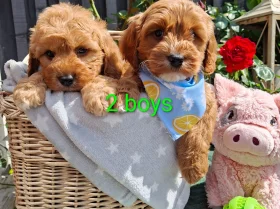 Cavapoo