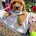 Cavapoo