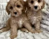 Cavapoo