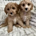 Cavapoo