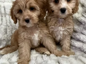 Cavapoo