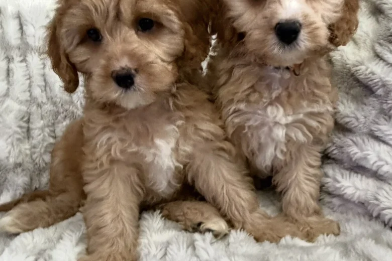 Cavapoo