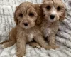 Cavapoo