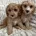 Cavapoo