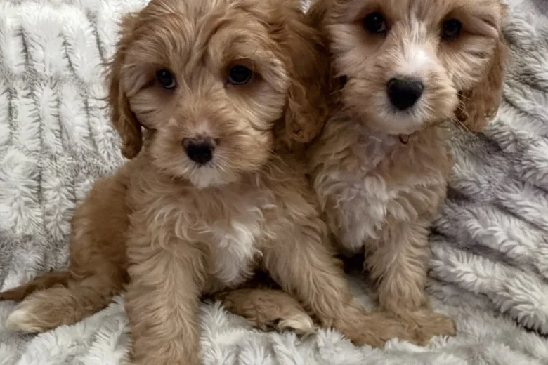 Cavapoo