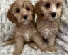 Cavapoo