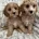 Cavapoo
