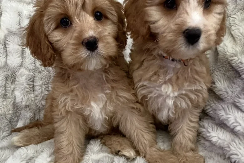 Cavapoo