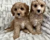 Cavapoo