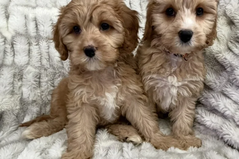 Cavapoo