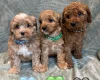 Cavapoo