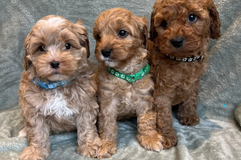 Cavapoo