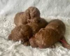 Cavapoo