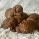 Cavapoo