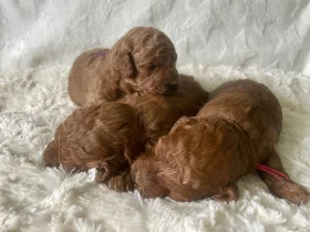 Cavapoo