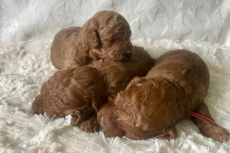 Cavapoo