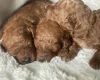 Cavapoo
