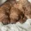 Cavapoo