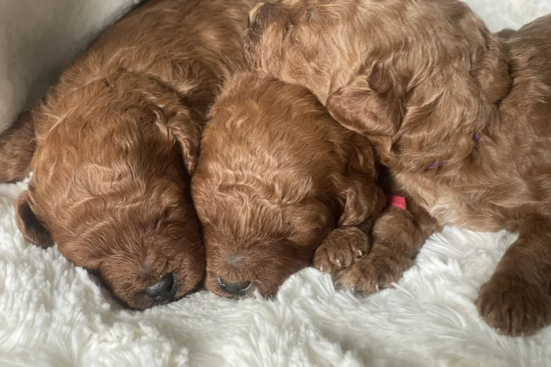 Cavapoo