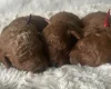 Cavapoo