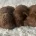 Cavapoo