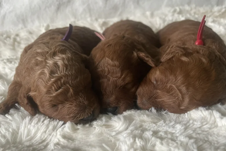 Cavapoo
