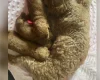 Cavapoo