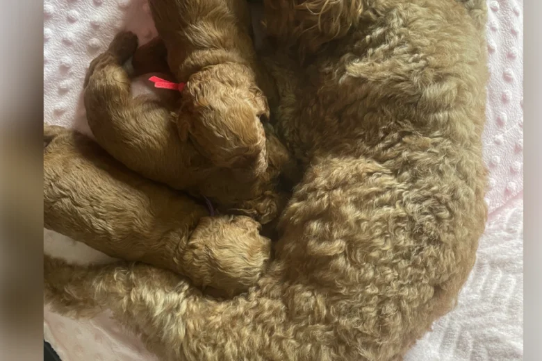 Cavapoo