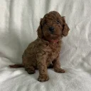 Cavapoo