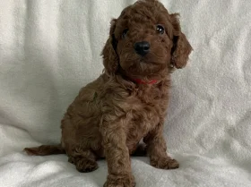 Cavapoo